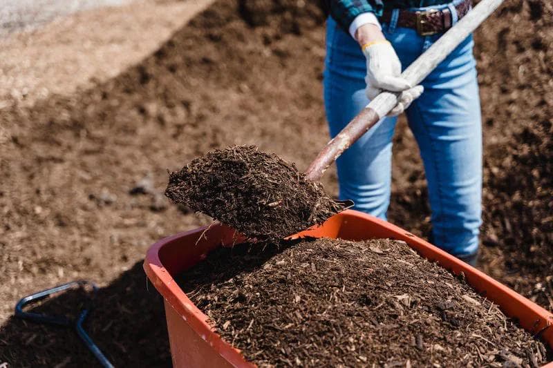 compost in a wheelbarrow being shoveled in