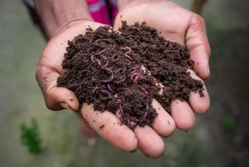 Man holding compost that has earthworms in it