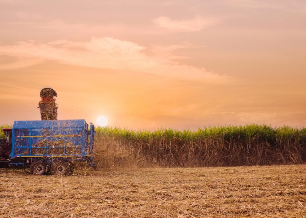 A truck harvesting sugarcane