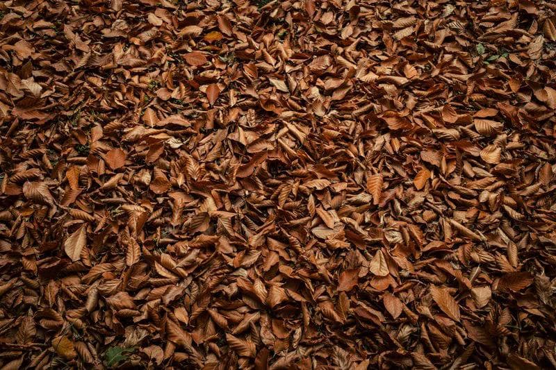 large pile of golden brown leaves on the ground