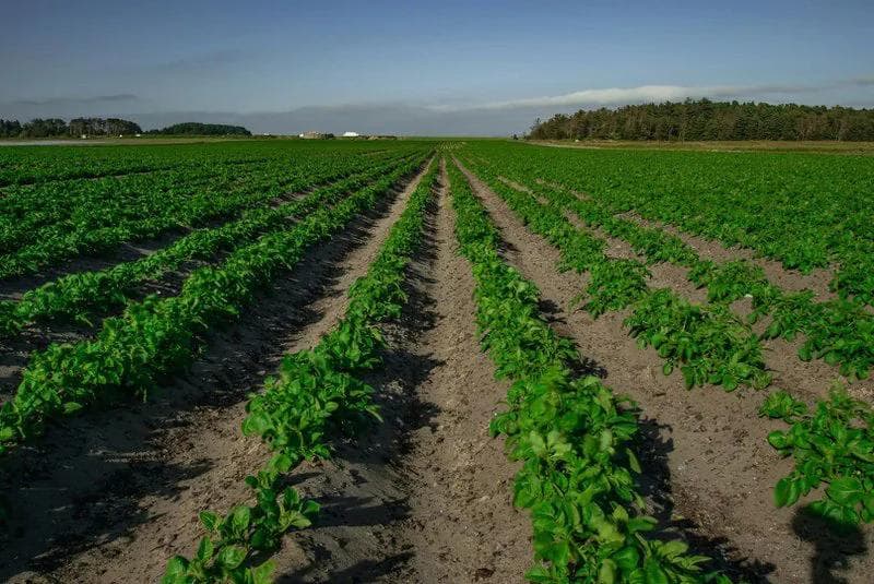 rows of green leafy vegetables being gown on a farm on compost