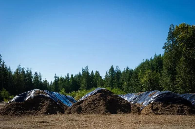 4 large piles of compost in a rual forest area with lots of trees. The piles are covered in black plastic to keep them hot and speed up the composting process