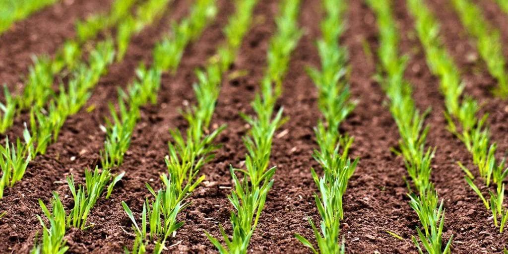 new plants growing in topsoil