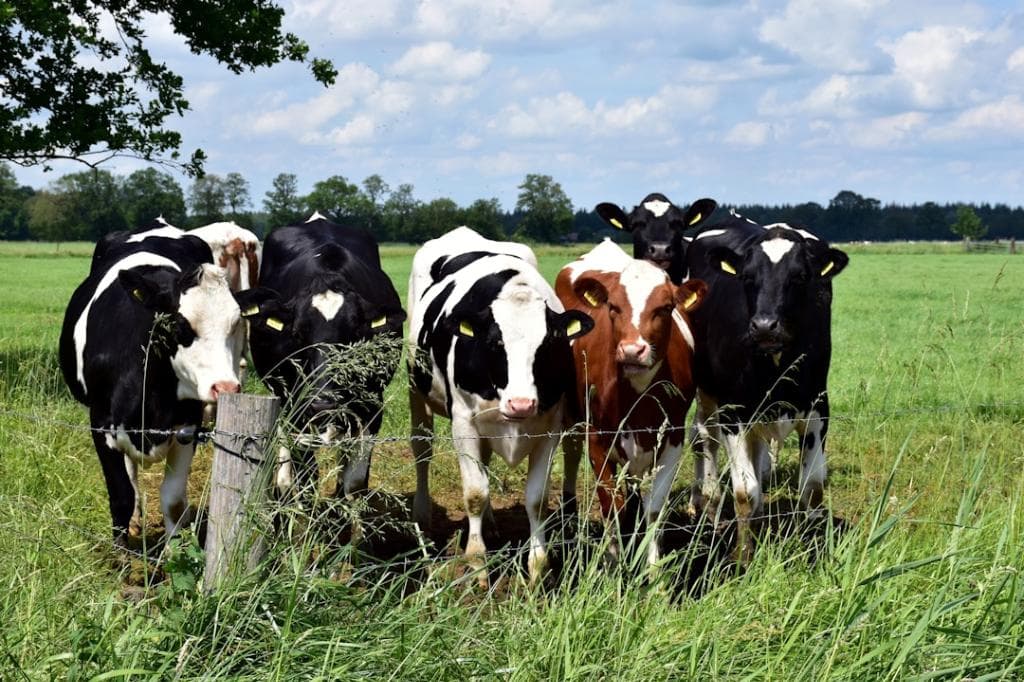 Cows in a field. Organic manure from cows can be used for biomass