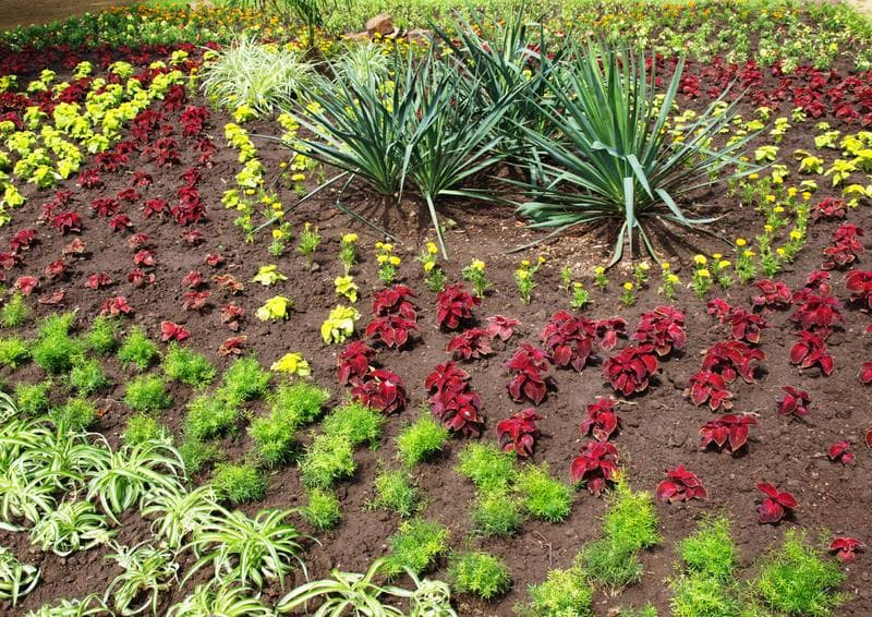 flowers, shurbs and plants in a flowerbed made from high quality compost