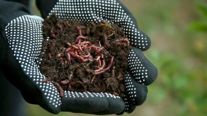 Handful of dark soil containing red earthworms, held in gardening gloves with white grip dots