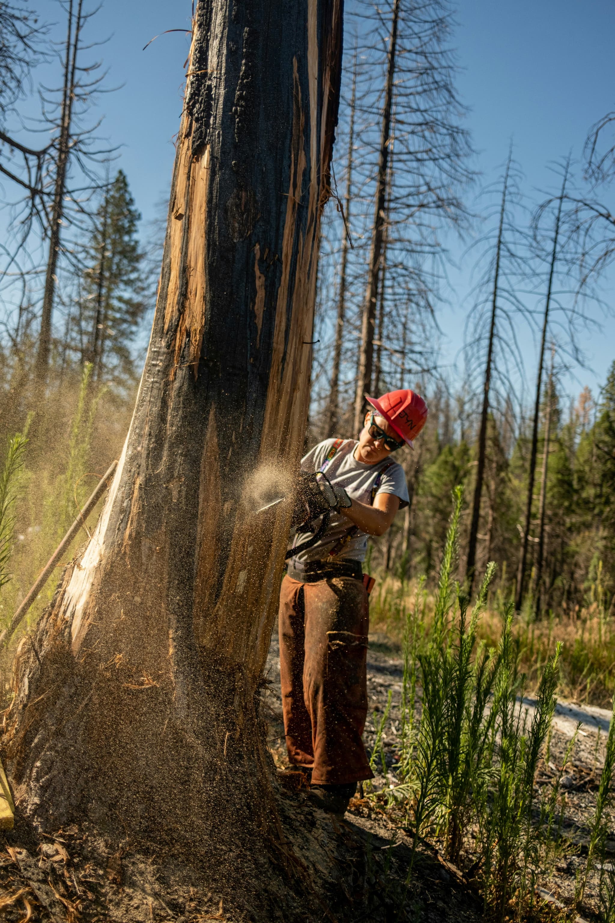 forestry working cutting down a tree with a chainsaw