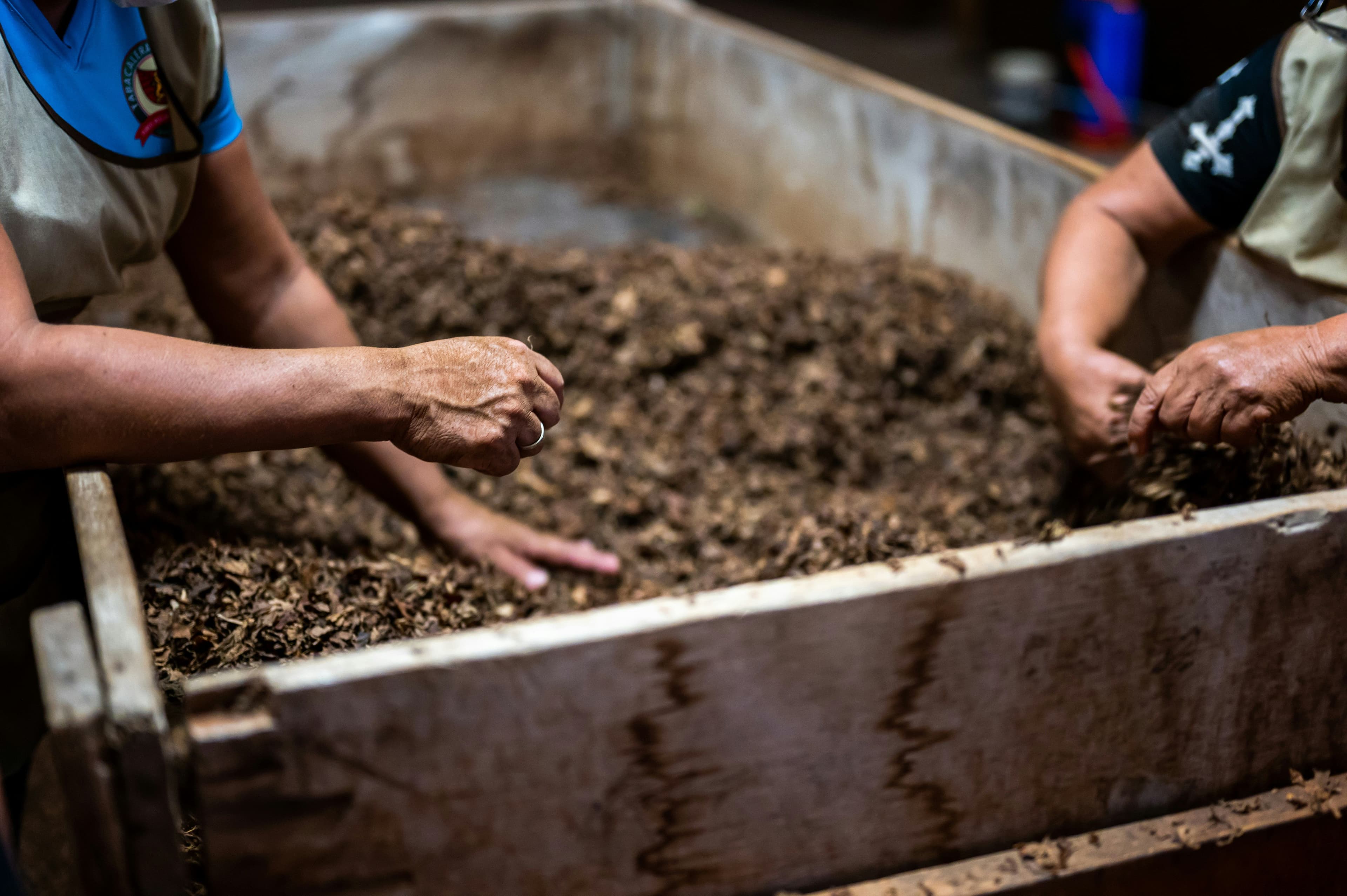 planting vegetables in compost