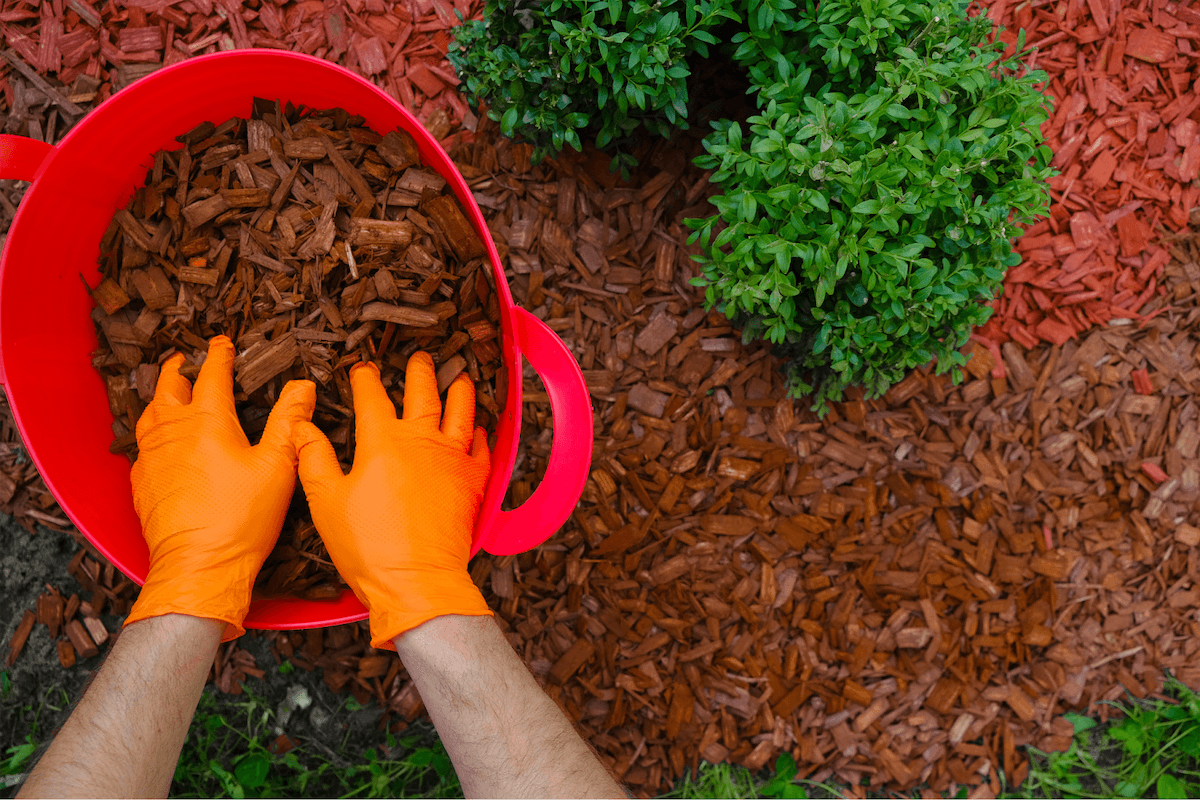 red mulch being used in a landscaping project. The mulch is being spread from a red bucket on to some shrubery