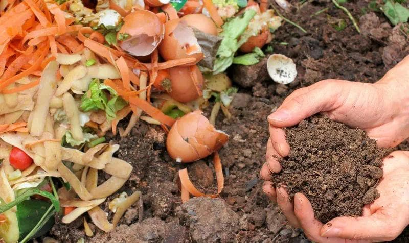vegatable peel including potatoes, toamtoes, lettuce cucumber, carrot and egg shells being composted. There is also a man holding compost in his hands