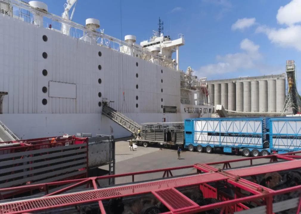 A trailer lined up to load cattle onto a livestock ship